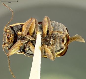 Media type: image;   Entomology 24926 Aspect: habitus ventral view